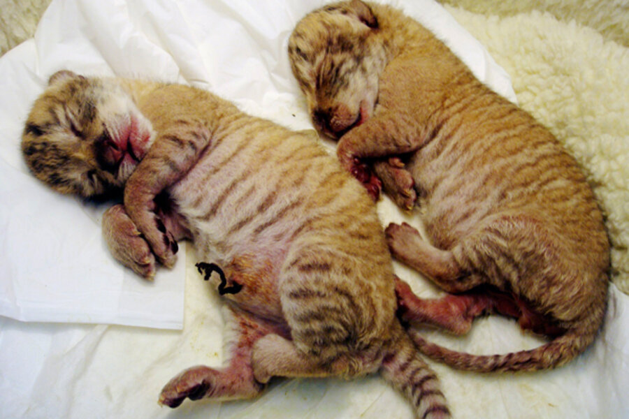 «شیببر» حیوان اعجاب‌انگیزی که حاصل جفت‌گیری شیر و ببر است!/ عکس