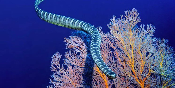 مار شگفتانگیز طلسم چند میلیون ساله را شکست/ عکس