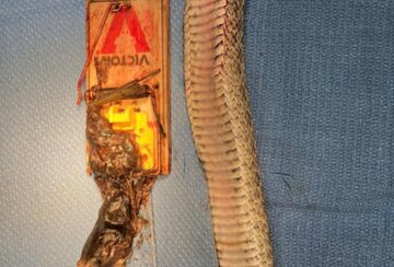 چیز ترسناکی که از شکم مار بیرون کشیدند!/ عکس