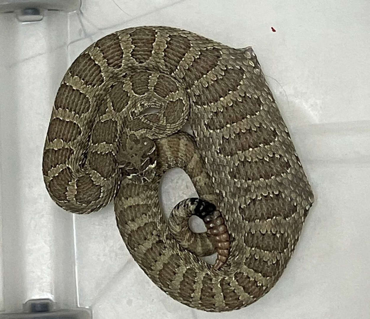 چیز ترسناکی که از شکم مار بیرون کشیدند!/ عکس