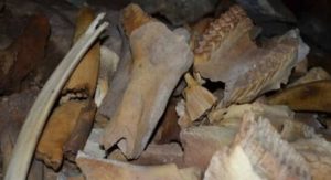 کشف یک غار عجیب پر از استخوان‌ در روسیه/ عکس