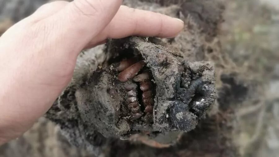 نمونه واقعی سنجاب عصر یخبندان!/ عکس