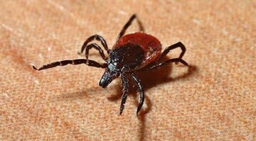 این مرد در اثر نیش کنه محبور به گیاهخواری شد/ عکس