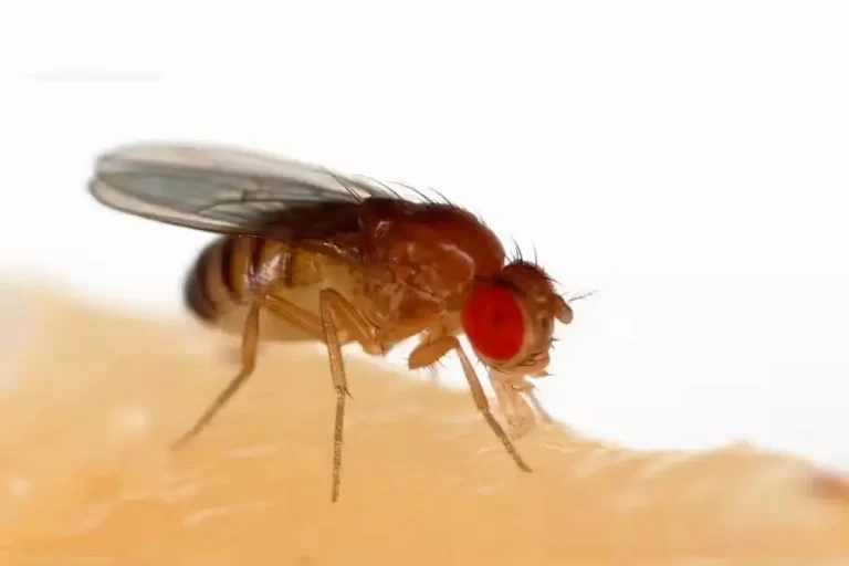 دانشمندان توانایی تولیدمثل حیوانات بدون نیاز به جنس نر را
ممکن کردند