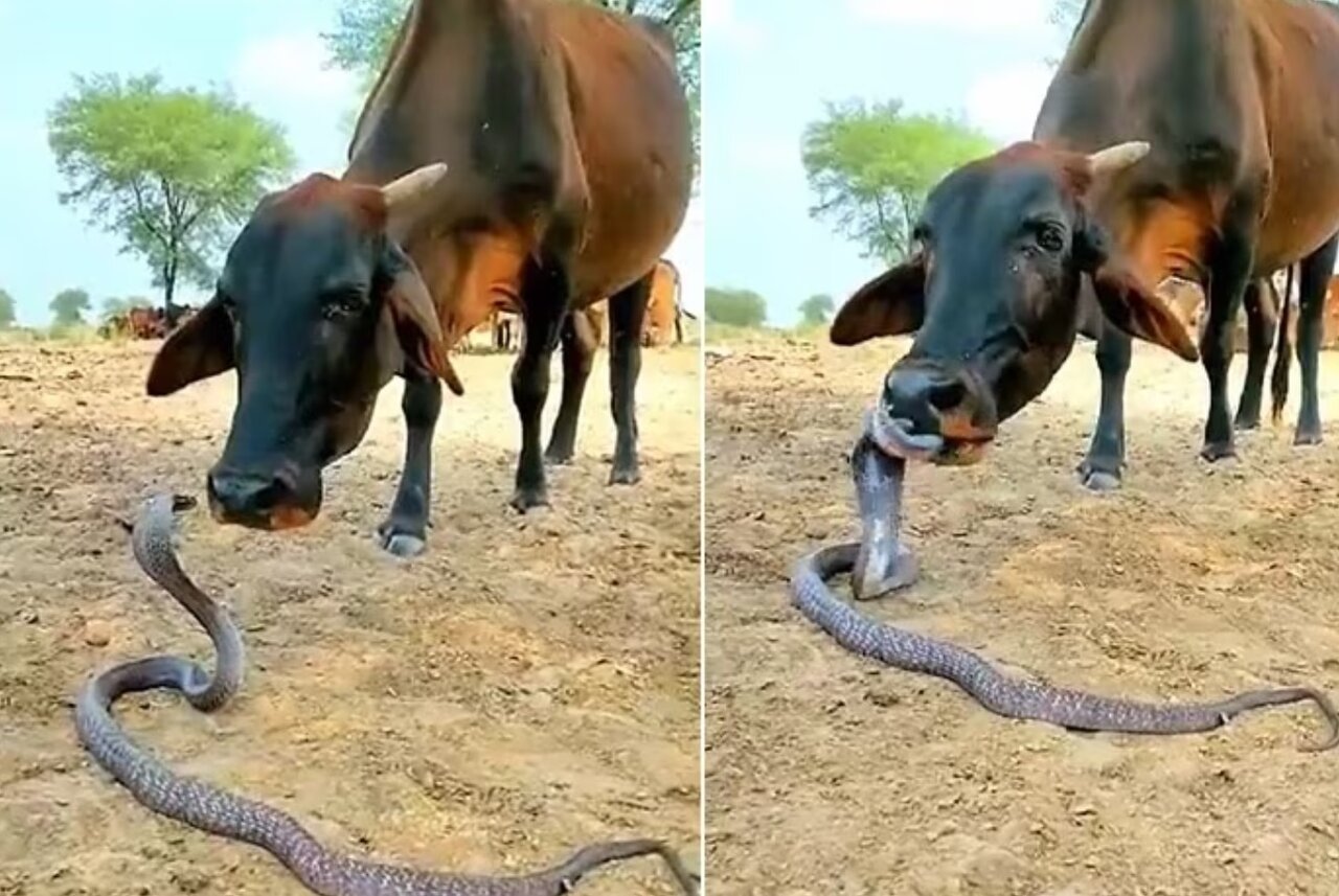 دوستی خارق‌العاده مار کبری با گاو/ عکس