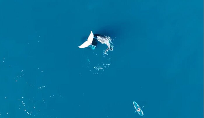 راز نهنگ‌های یخ‌زده فاش شد!/ عکس