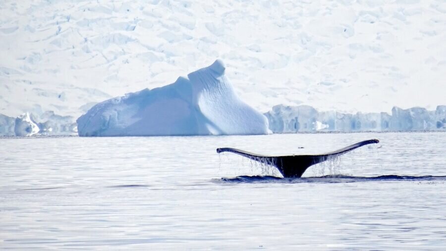 راز نهنگ‌های یخ‌زده فاش شد!/ عکس