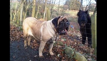 سگ غولپیکری که نامش در گینس ثبت شده/ عکس