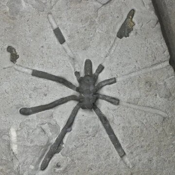 عنکبوت‌های غول‌پیکر ۱۶۰میلیون سال پیش این شکلی بوده‌اند/ عکس
