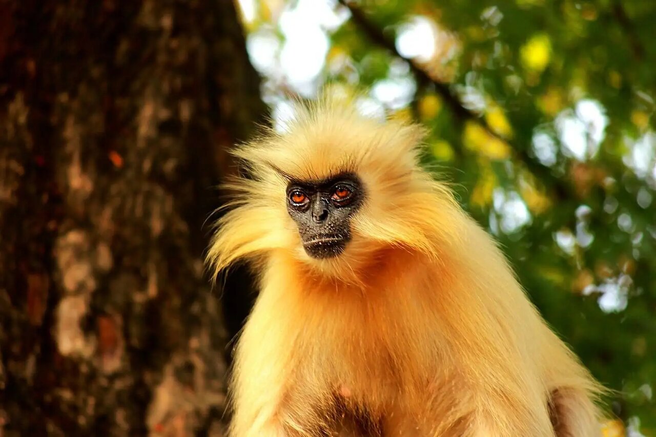 عکس| حیوان عجیبی که به شدت از انسان بیزار است!