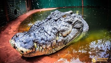 غول‌پیکرترین تمساح جهان بزرگ‌تر از آن است که تصور می‌شد!/ عکس