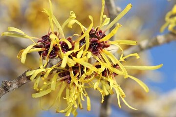 فندق افسونگر جادو میکند/ عکس