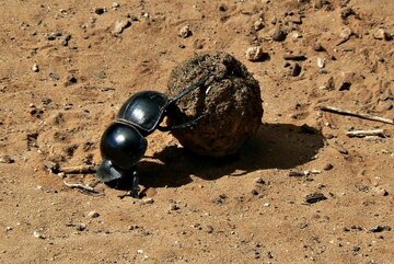 قدرتمندترین حیوان کره زمین / انسان با این قدرت ۷۰ هزار کیلو را تکان میداد!/ عکس