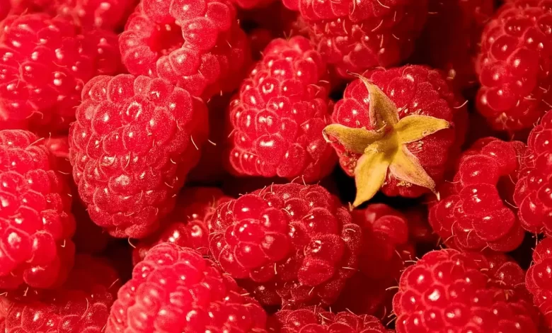 همهچیز درباره خواص تمشک؛ از کمک به سلامت مغز تا پیشگیری از
سرطان