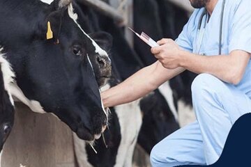 یک نظر خاص درباره خبر جنجالی عجیب ترین گاو ژنتیکی جهان/«دنیا دنبال رفع آلودگی گاوها است، ما هنوز برای خودروها کاری نکردیم»!