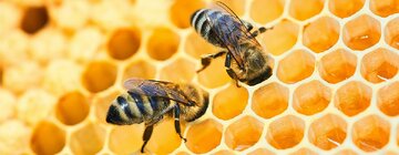 learn-about-honey-bees-header.jpg