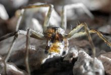 عنکبوت‌های نر لاغر برای جلب توجه جنس مخالف، کارهای جالبی انجام می دهند