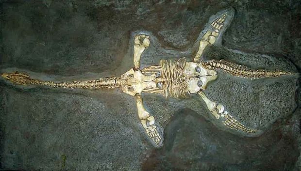 فسیل پلسیوسور 250 میلیون ساله