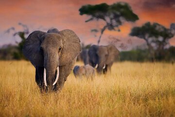 فیل‌های آفریقایی یکدیگر را به اسم صدا می‌زنند!