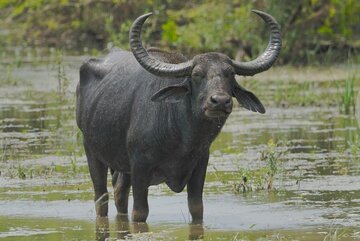 Water-buffalo3.jpg
