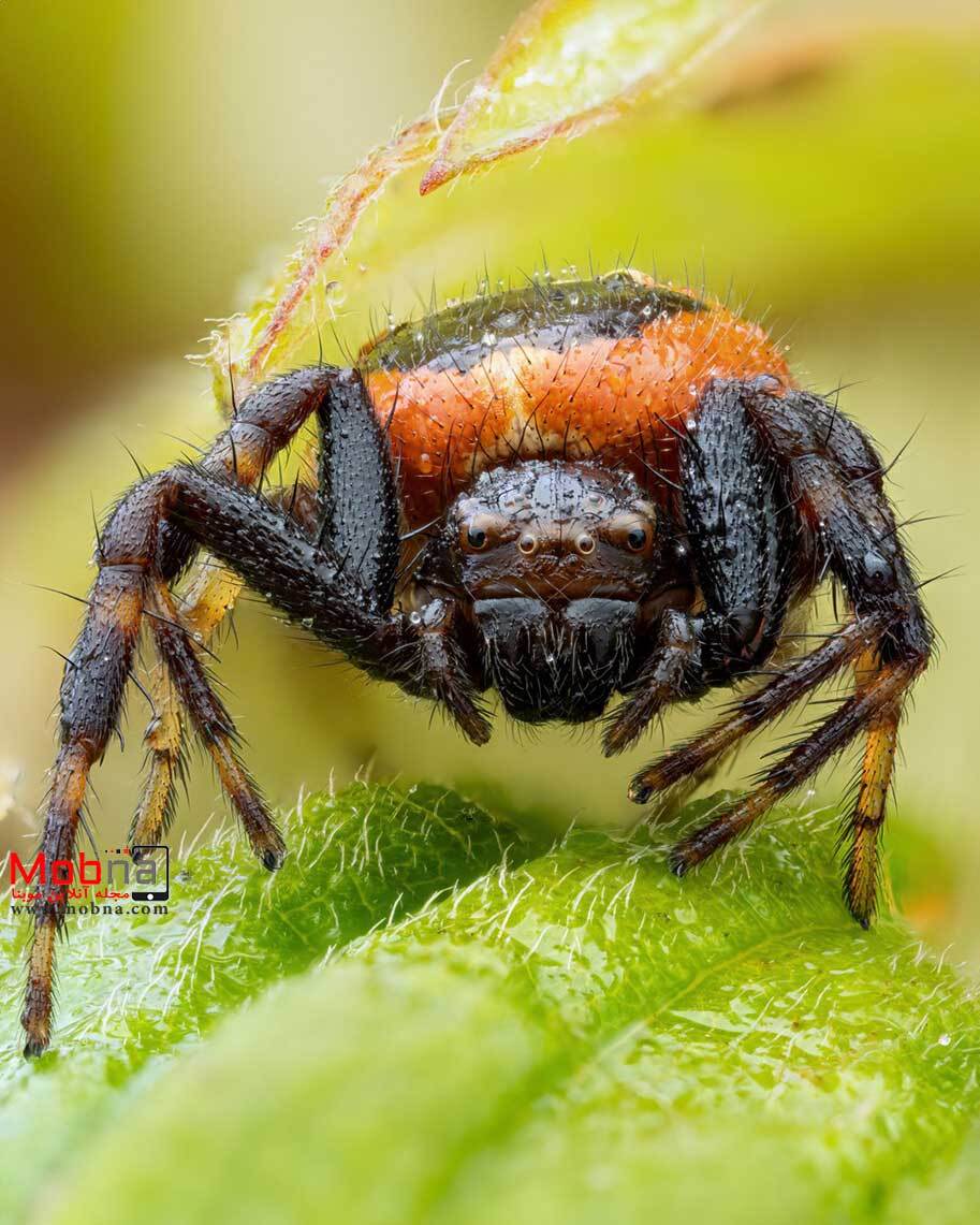 تصاویر شگفت انگیز از عنکبوت خرچنگی