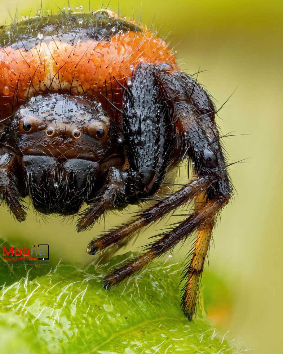 تصاویر شگفت انگیز از عنکبوت خرچنگی