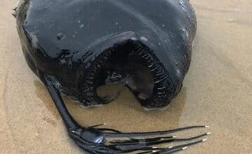 موجود سیاه عجیبی که در ساحل پیدا شد/ عکس