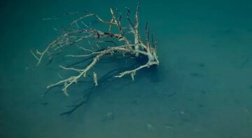 در این استخر ترسناک مرگ به کمین نشسته است/ عکس