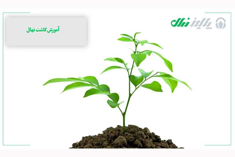 از نهال تا درخت: مراحل کامل کاشت و نگهداری از نهال¬های گوناگون