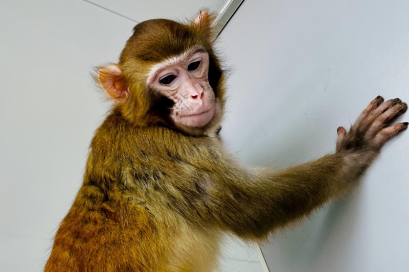 با رترو آشنا شوید؛ اولین میمون شبیه‌سازی‌شده که به بزرگسالی رسیده است