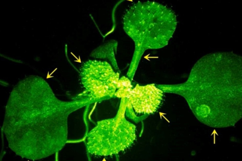 تماشا کنید: دانشمندان از گفتگوی یک گیاه با همسایهاش فیلمبرداری کردند