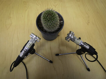 ثبت لحظه شگفتانگیز «صحبت کردن گیاه» برای اولین بار!