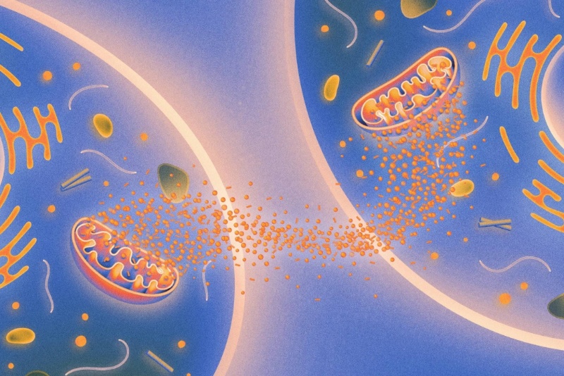 سلولهای سراسر بدن درباره پیری با هم صحبت میکنند