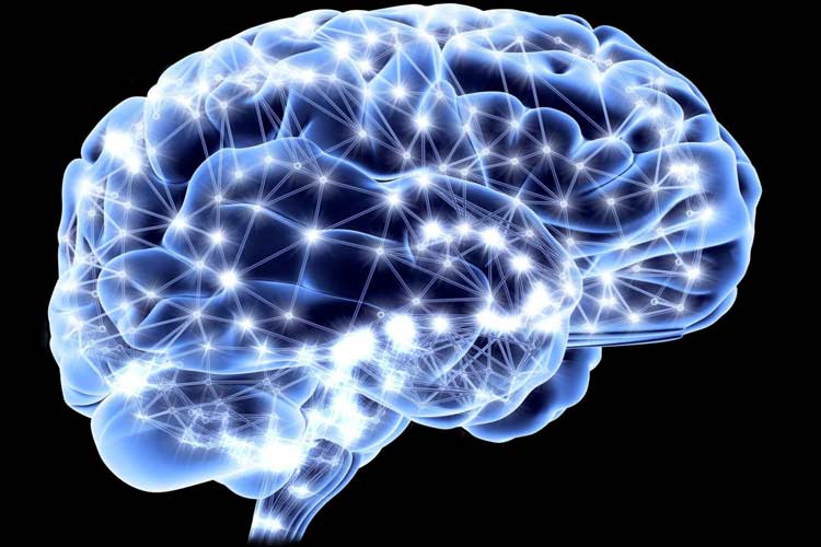 کشف الگوی یکسان در شبکه‌ ارتباطات مغز موش‌ها، حشرات، انسان‌ها و دیگر گونه‌های جانوری