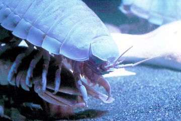 یک موجود دریایی جدید کشف شد!/ عکس