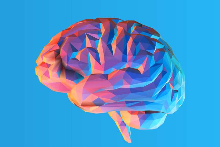 این دو ماده مغز را جوان نگه می‌دارد