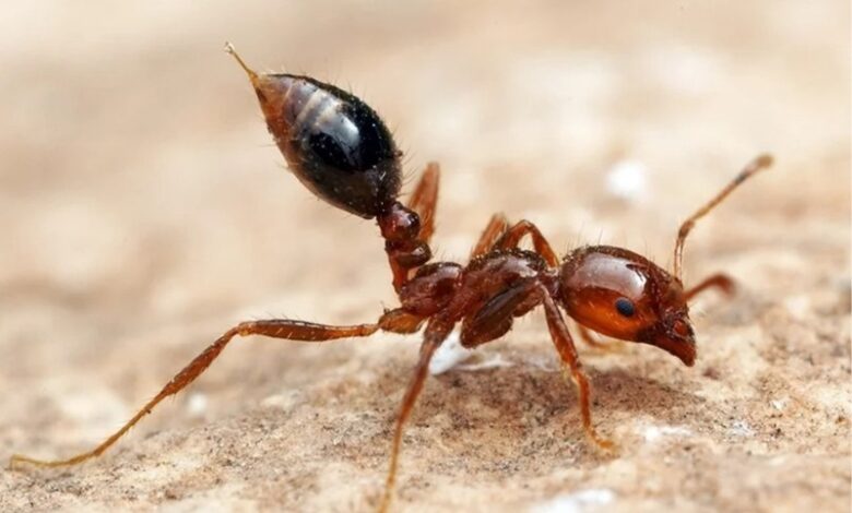 باورنکردنی؛ مورچه‌ها حالا خمیر کارت گرافیک هم می‌خورند!