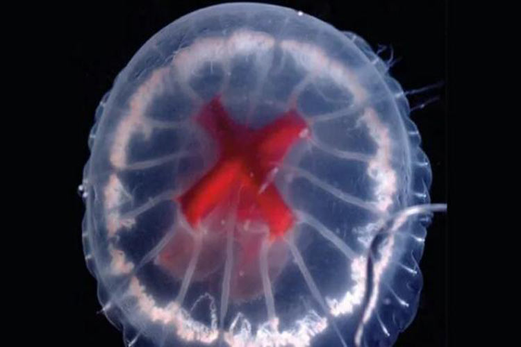 جانوری عجیب که تنها در دهانه آتشفشانی در ژاپن یافت می‌شود!