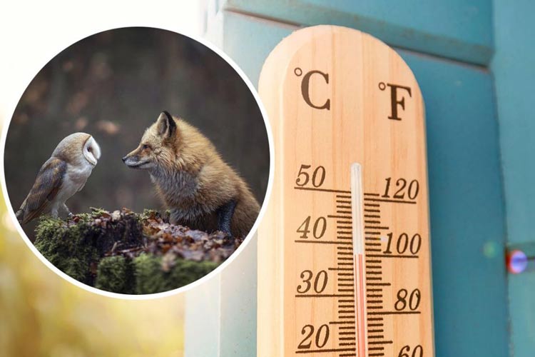 دانشمندان دمای بهینه برای زندگی روی زمین را شناسایی کردند