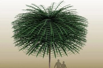 درختان باستانی این شکلی بودهاند