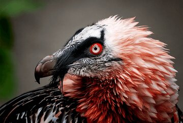 چگونه یک لاشخور، همای سعادت شد؟/ عکس