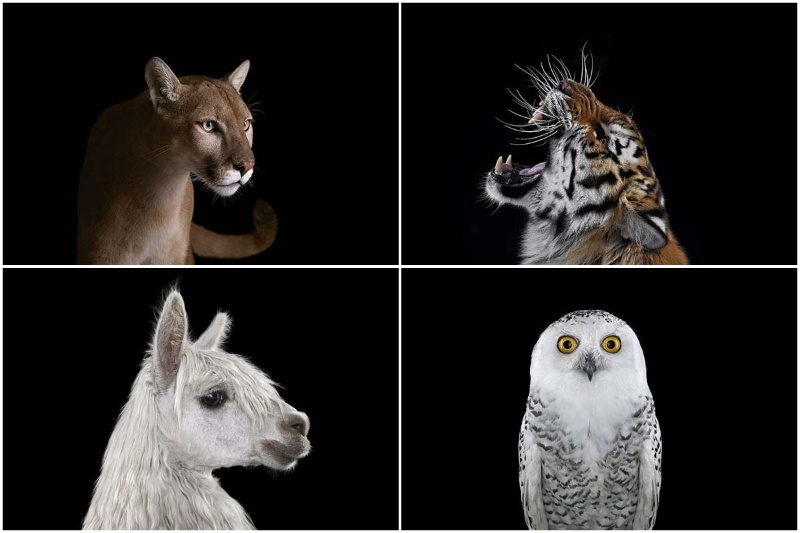 از غرش ببر وحشی تا جغد چشمطلایی؛ حیوانات از نمایی متفاوت