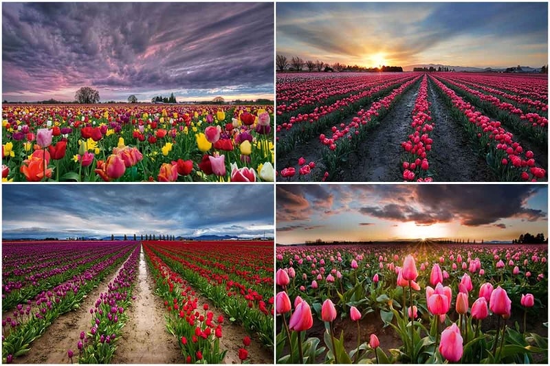 از لالههای رنگارنگ تا نرگسهای معطر؛ تماشاییترین مزارع گلهای بهاری