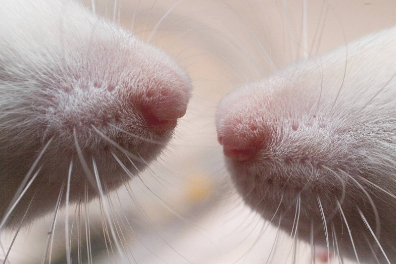 استشمام بوی موشهای ماده میتواند باعث مرگ زودهنگام موشهای نر شود