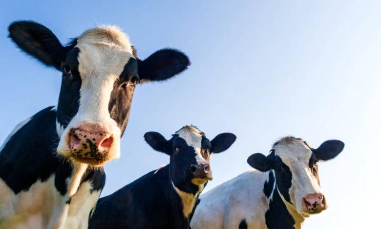 دانشمندان اولین گاو تراریخته جهان با توانایی تولید شیر حاوی انسولین را به دنیا آورده‌اند