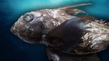 شبح کوسه دیده شد / جانور مخوف اقیانوس