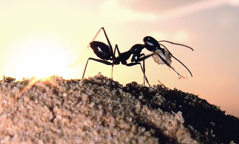 مورچه‌های صحرایی با استفاده از میدان مغناطیسی زمین مسیریابی می‌کنند