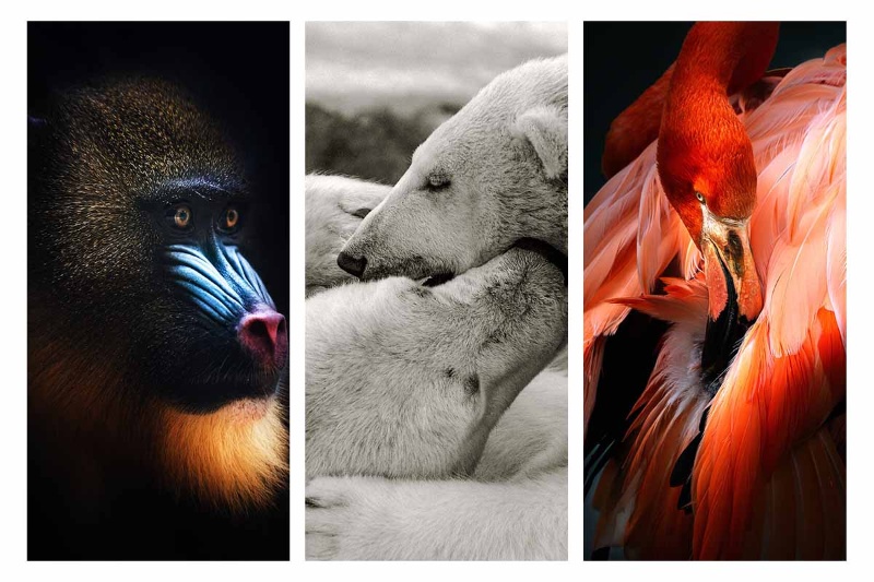 پرترههای غیرمنتظره از حیوانات باغوحش