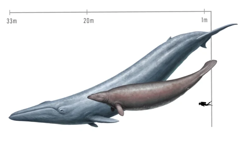 پروستوس سنگین‌ترین نهنگ تاریخ نبود؛ نهنگ آبی همچنان رکورددار این عنوان است