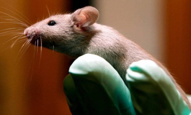 چرا دانشمندان رویان موش شش‌پا پرورش داده‌اند؟